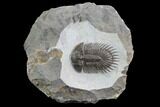 Long-Spined Thysanopeltis Trilobite - Bigaa, Morocco #94744-2